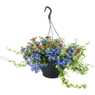 Hanging basket potmaat 27 cm