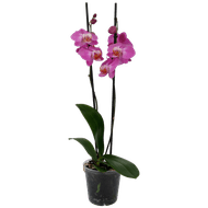 Vlinder orchidee 2 takken