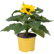 Zonnebloem helianthus sunsation 12cm