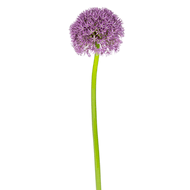 DekaMarkt Allium grootbloemig