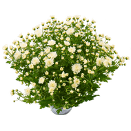 Bolchrysant potmaat 15cm/ h30cm