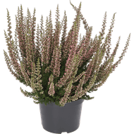 Calluna