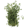Tijm