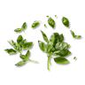 Basilicum