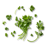 Selderij