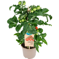 DekaMarkt Tomatenplant