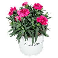 Bloemen Tuinanjer/dianthus