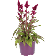 Celosia deep purple pot 12cm