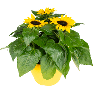 DekaMarkt Zonnebloem