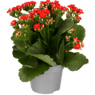 DekaMarkt Kalanchoe