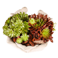 DekaMarkt Arragement sempervivum vogelschaal