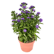 DekaMarkt Tuin aster