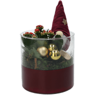 Foto van Kerststuk cilinderglas met kalanchoe en gnoom