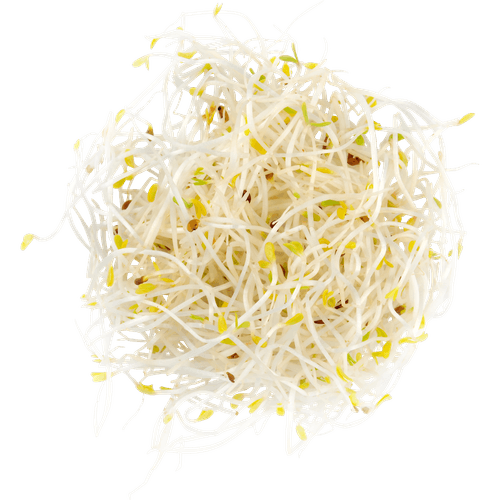 Foto van Bio alfalfa op witte achtergrond