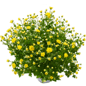 Grote XXL bolchrysant 
