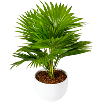  Livingstonia palm in sierpot
