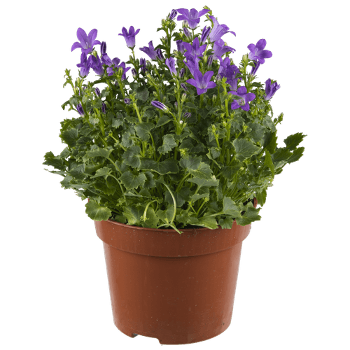 Foto van Campanula op witte achtergrond