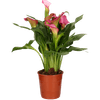 Thumbnail van variant Zantedeschia potmaat 12cm