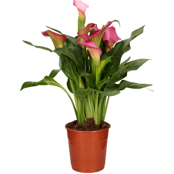 Foto van Zantedeschia potmaat 12cm op witte achtergrond