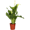 Thumbnail van variant Zantedeschia potmaat 12cm