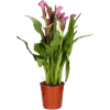 Thumbnail van variant Zantedeschia potmaat 12cm