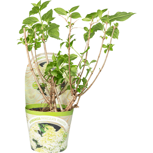 Foto van DekaMarkt Pluimhortensia op witte achtergrond