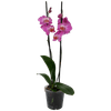 Thumbnail van variant Vlinder orchidee 2 takken