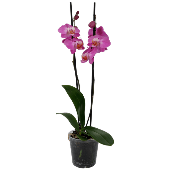 Foto van Vlinder orchidee 2 takken op witte achtergrond