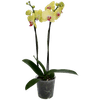 Thumbnail van variant Vlinder orchidee 2 takken
