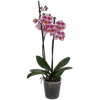 Thumbnail van variant Vlinder orchidee 2 takken