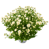 Thumbnail van variant Bolchrysant potmaat 15cm/ h30cm