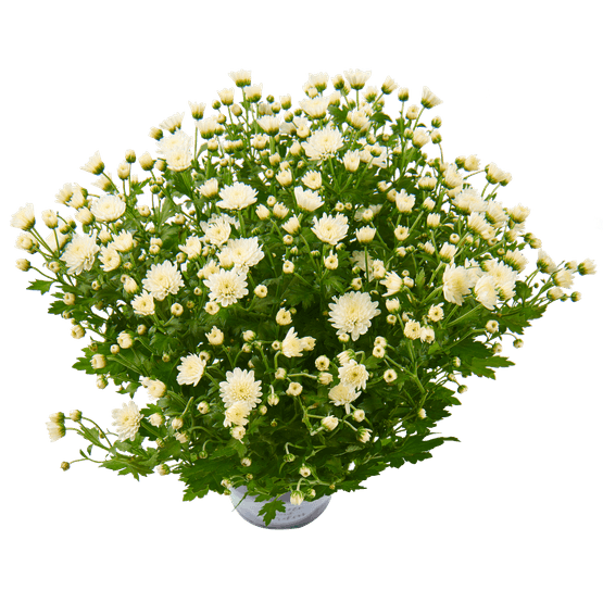 Foto van Bolchrysant potmaat 15cm/ h30cm op witte achtergrond