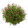 Thumbnail van variant Bolchrysant potmaat 15cm/ h30cm