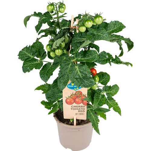 Foto van DekaMarkt Tomatenplant op witte achtergrond