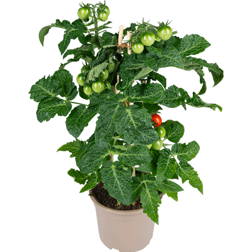 Foto van DekaMarkt Tomatenplant op witte achtergrond