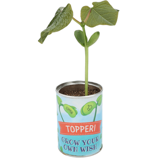 Foto van Grow your own wish beans op witte achtergrond