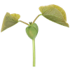 Thumbnail van variant Grow your own wish beans