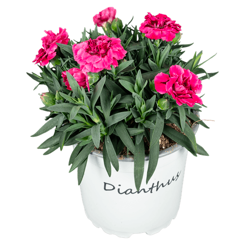 Foto van Bloemen Tuinanjer/dianthus op witte achtergrond
