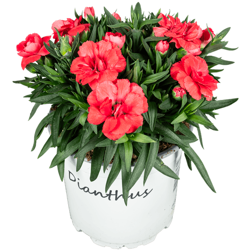 Foto van Bloemen Tuinanjer/dianthus op witte achtergrond