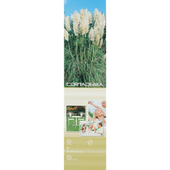 Foto van Siergras op witte achtergrond