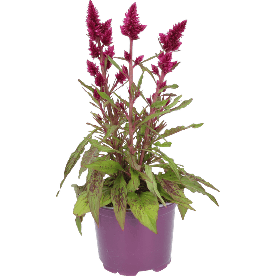 Foto van Celosia deep purple pot 12cm op witte achtergrond