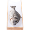 Thumbnail van variant Sea Fresh Hele dorade