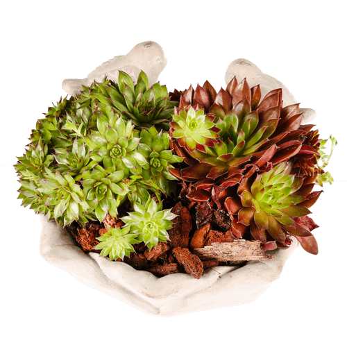 Foto van DekaMarkt Arragement sempervivum vogelschaal op witte achtergrond