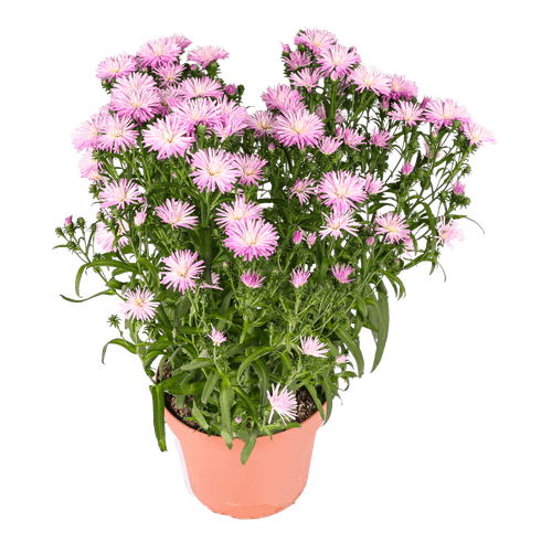Foto van DekaMarkt Tuin aster op witte achtergrond