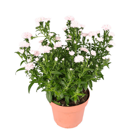 Foto van DekaMarkt Tuin aster op witte achtergrond
