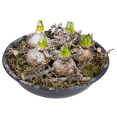Bloemen Hyacinten in zinken schaal