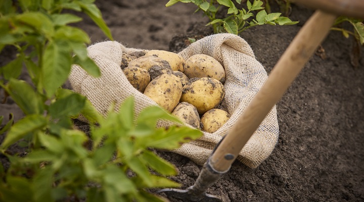 aardappelen_eigenteelt_3