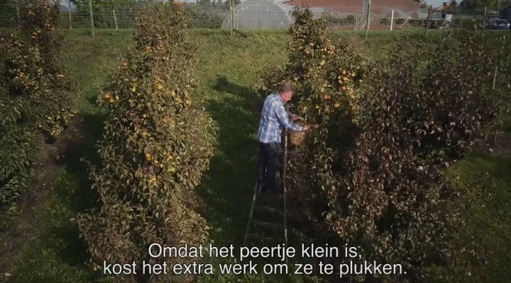 WS_720x400_peren WS_720x400_peren