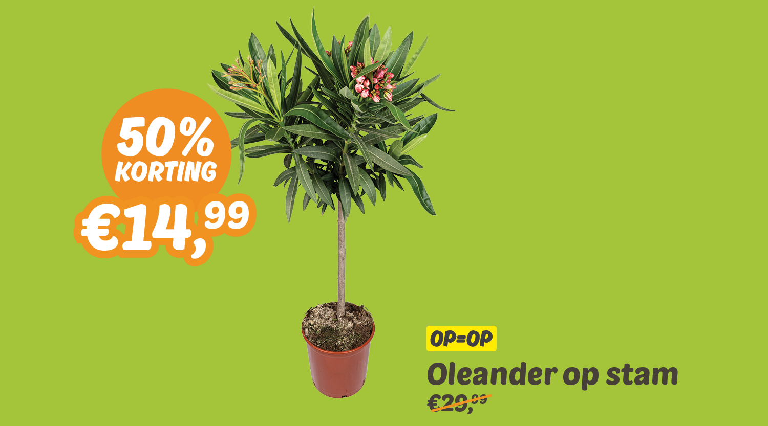 Fleur je tuin op_planten_WEB_oleander2