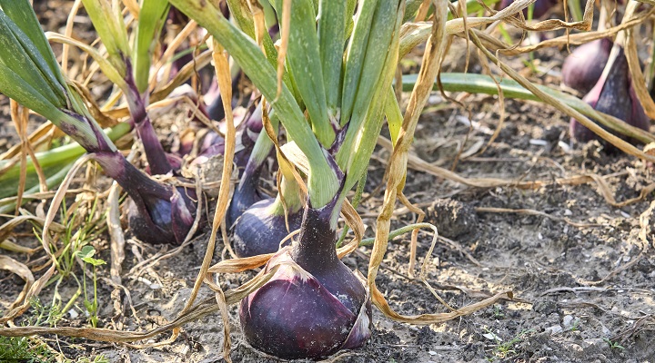 Dekamarkt_Uienteler_teelt